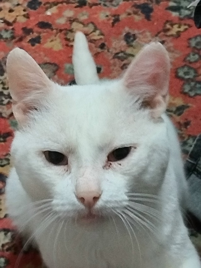 Найдена собака в Барнауле — фото объявления