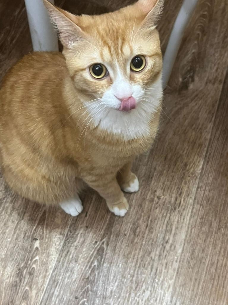 Пропала кошка в Барнауле — фото объявления