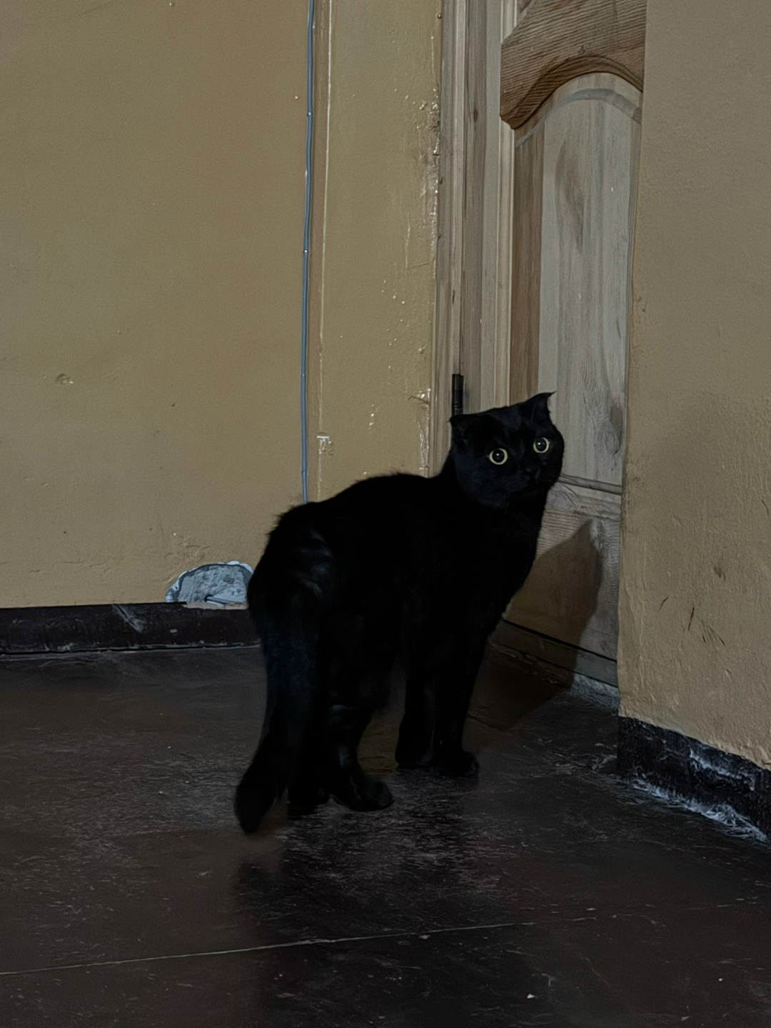 Найдена собака в Барнауле — фото объявления