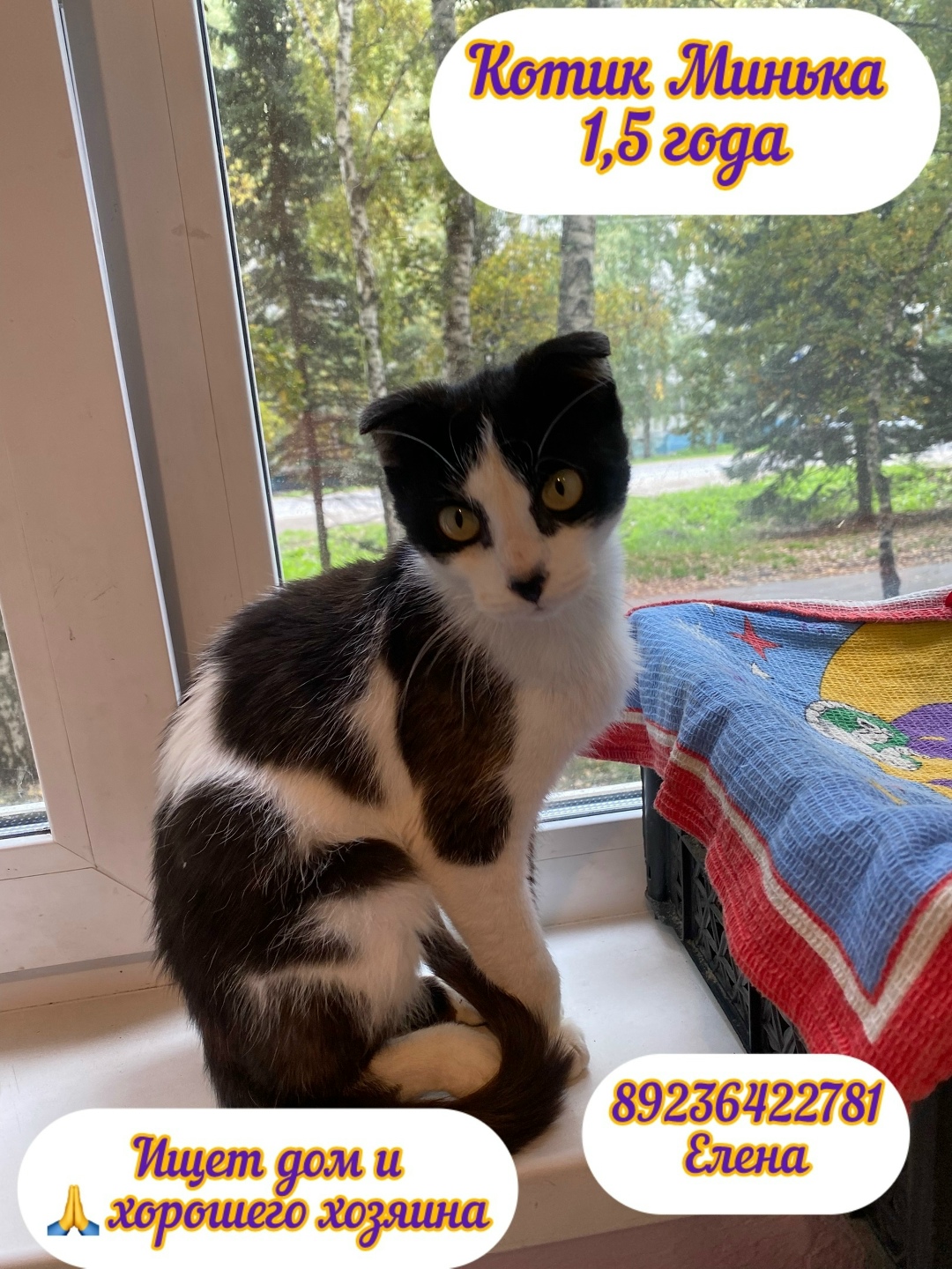 Найдена собака в Барнауле — фото объявления