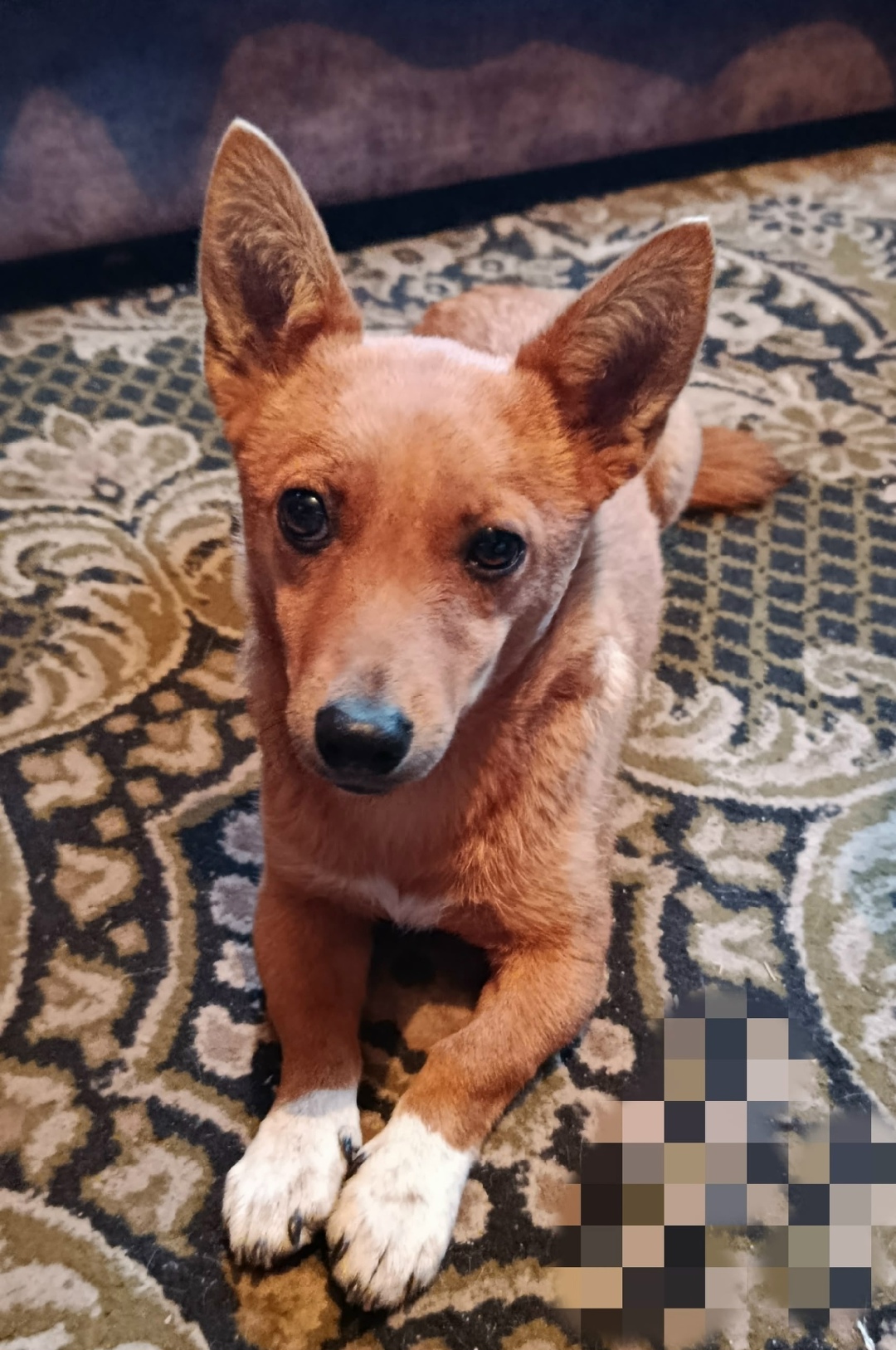 Найдена собака в Барнауле — фото объявления