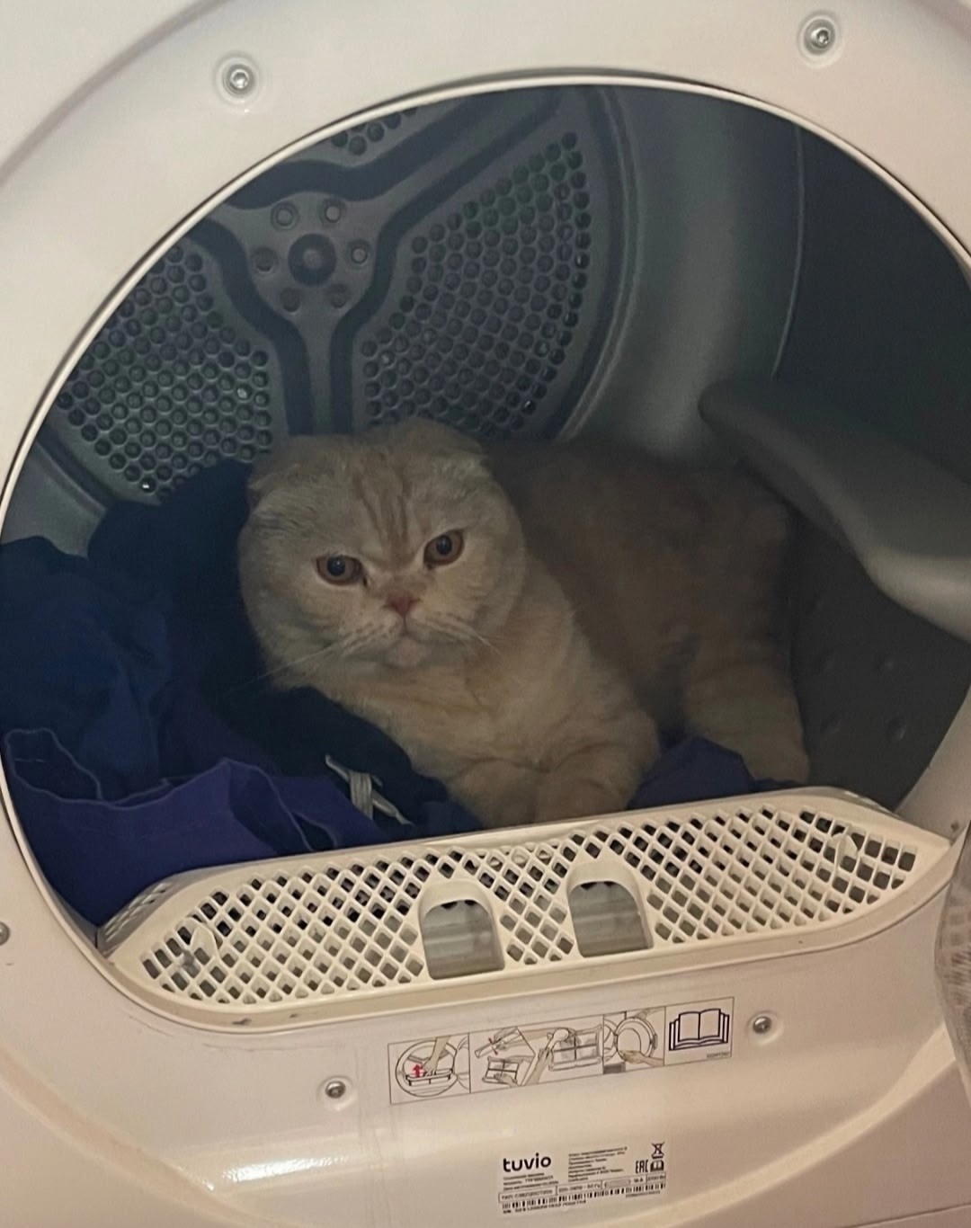 Найдена собака в Барнауле — фото объявления