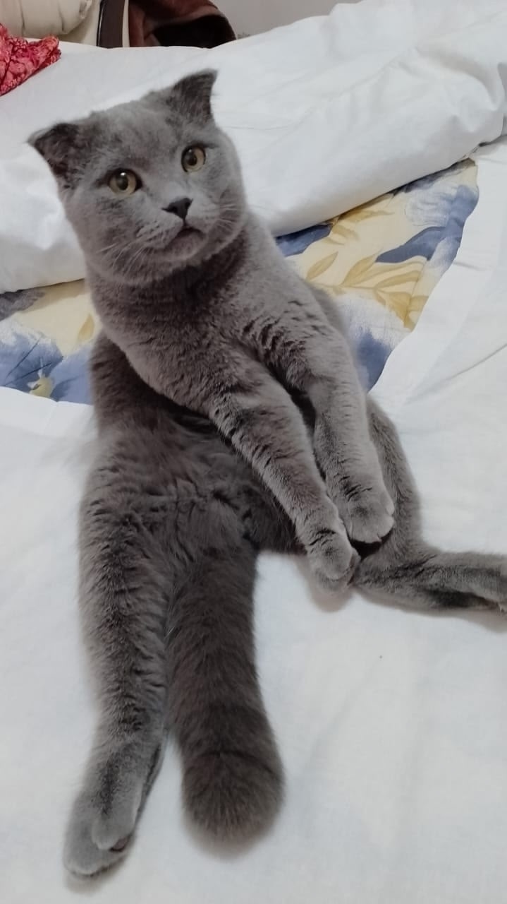 Найдена собака в Барнауле — фото объявления