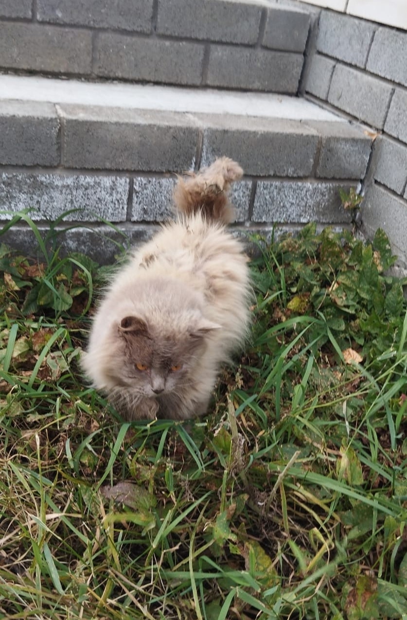 Найдена собака в Барнауле — фото объявления