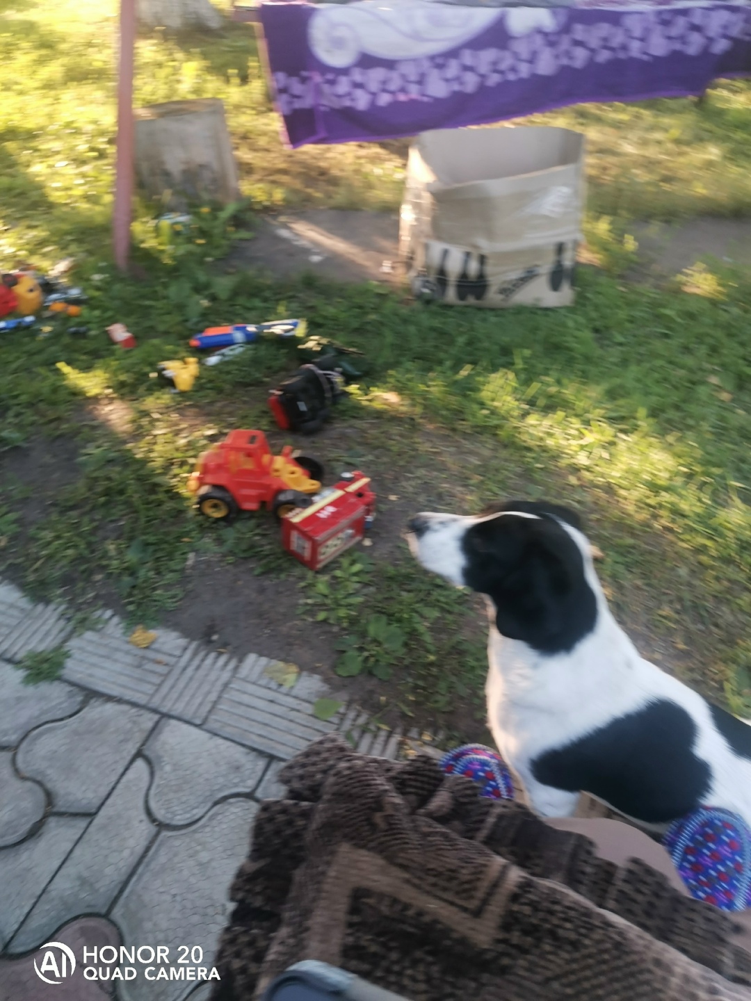 Найдена собака в Барнауле — фото объявления