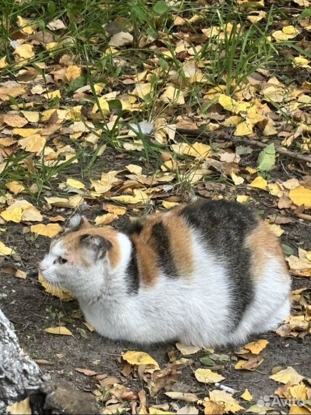 Найдена собака в Барнауле — фото объявления