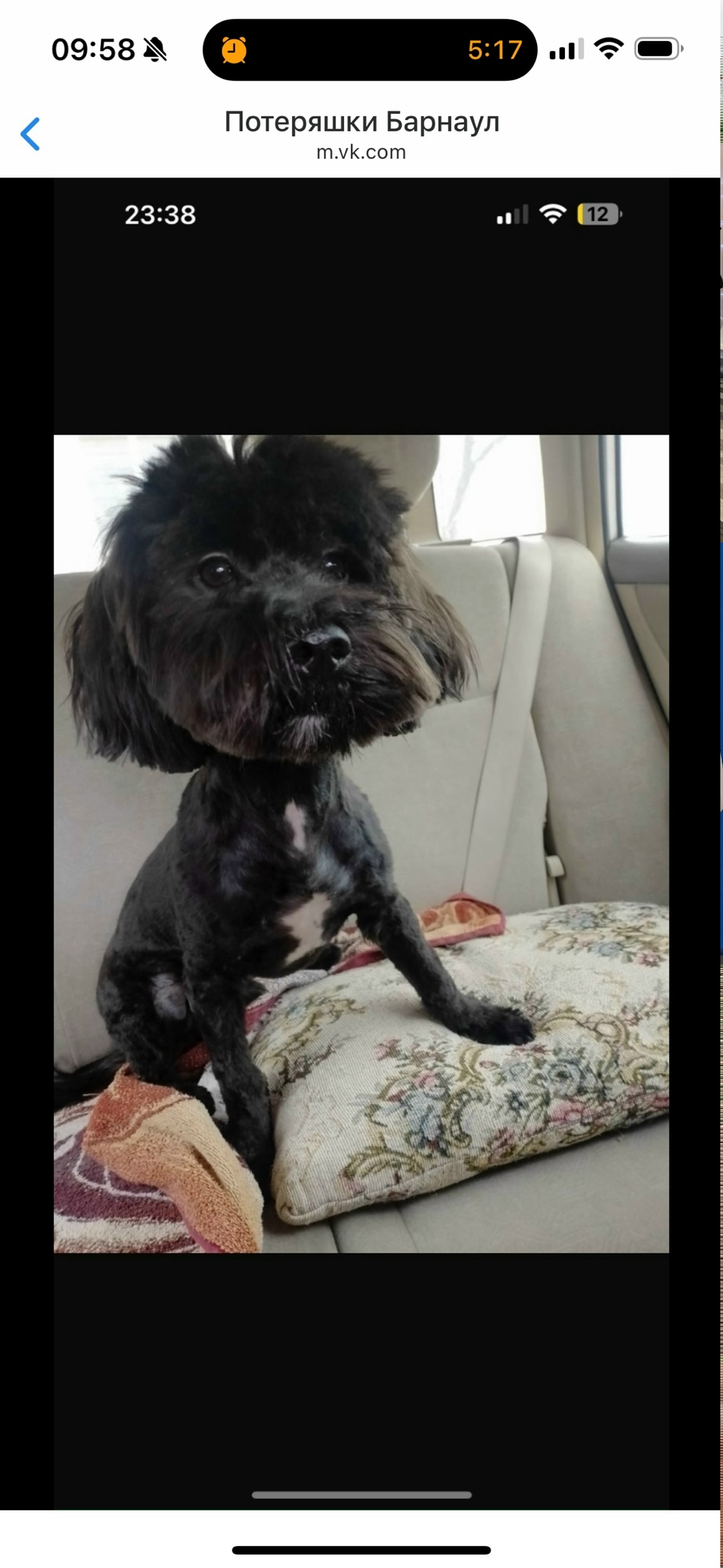 Пропала собака в Барнауле — фото объявления