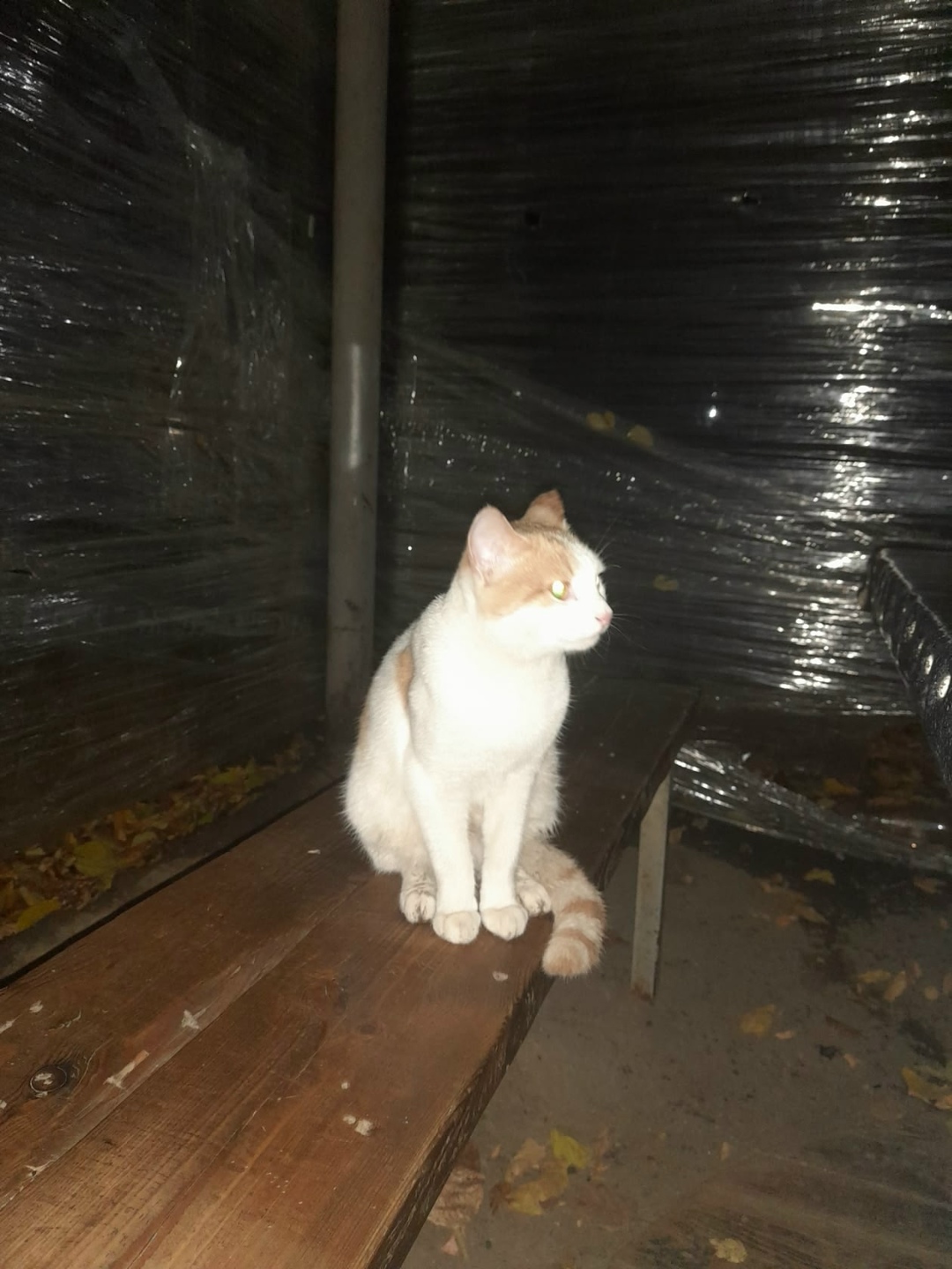 Найдена собака в Барнауле — фото объявления