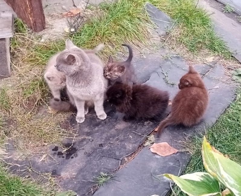 Найдена собака в Барнауле — фото объявления