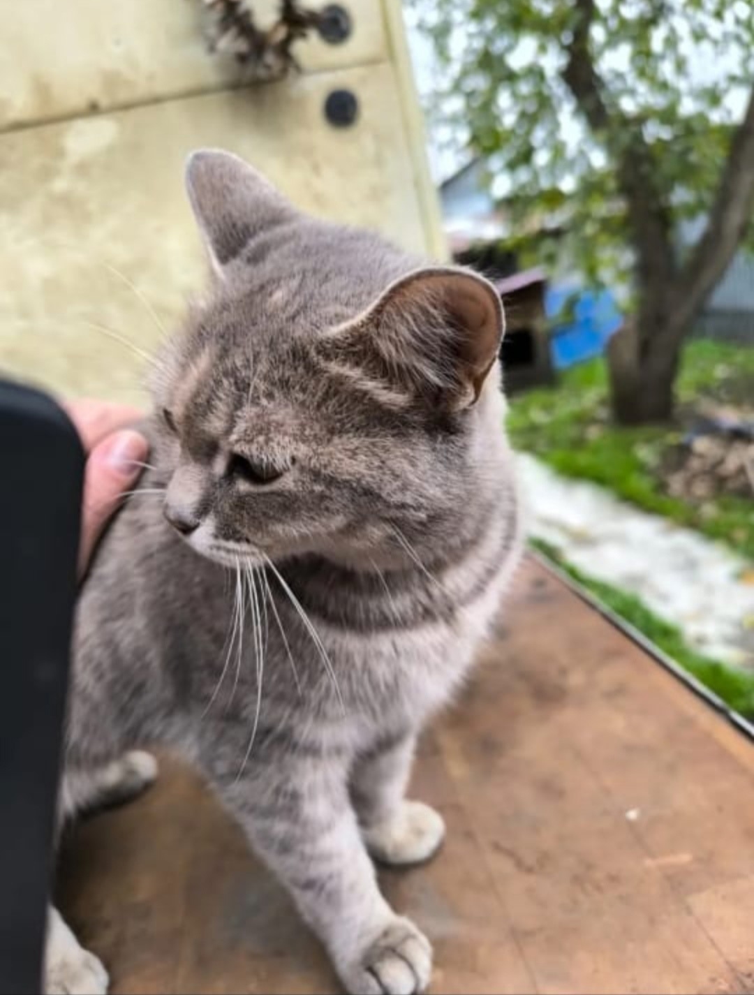 Найдена собака в Барнауле — фото объявления