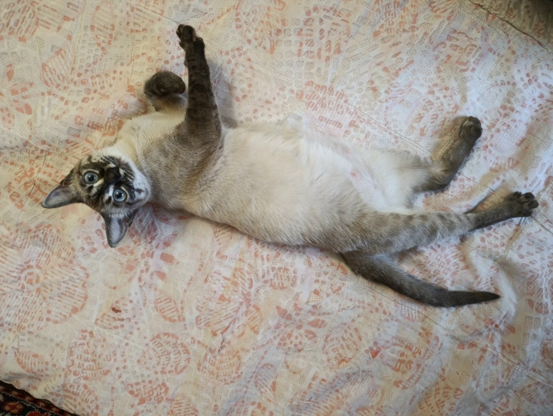 Найдена собака в Барнауле — фото объявления