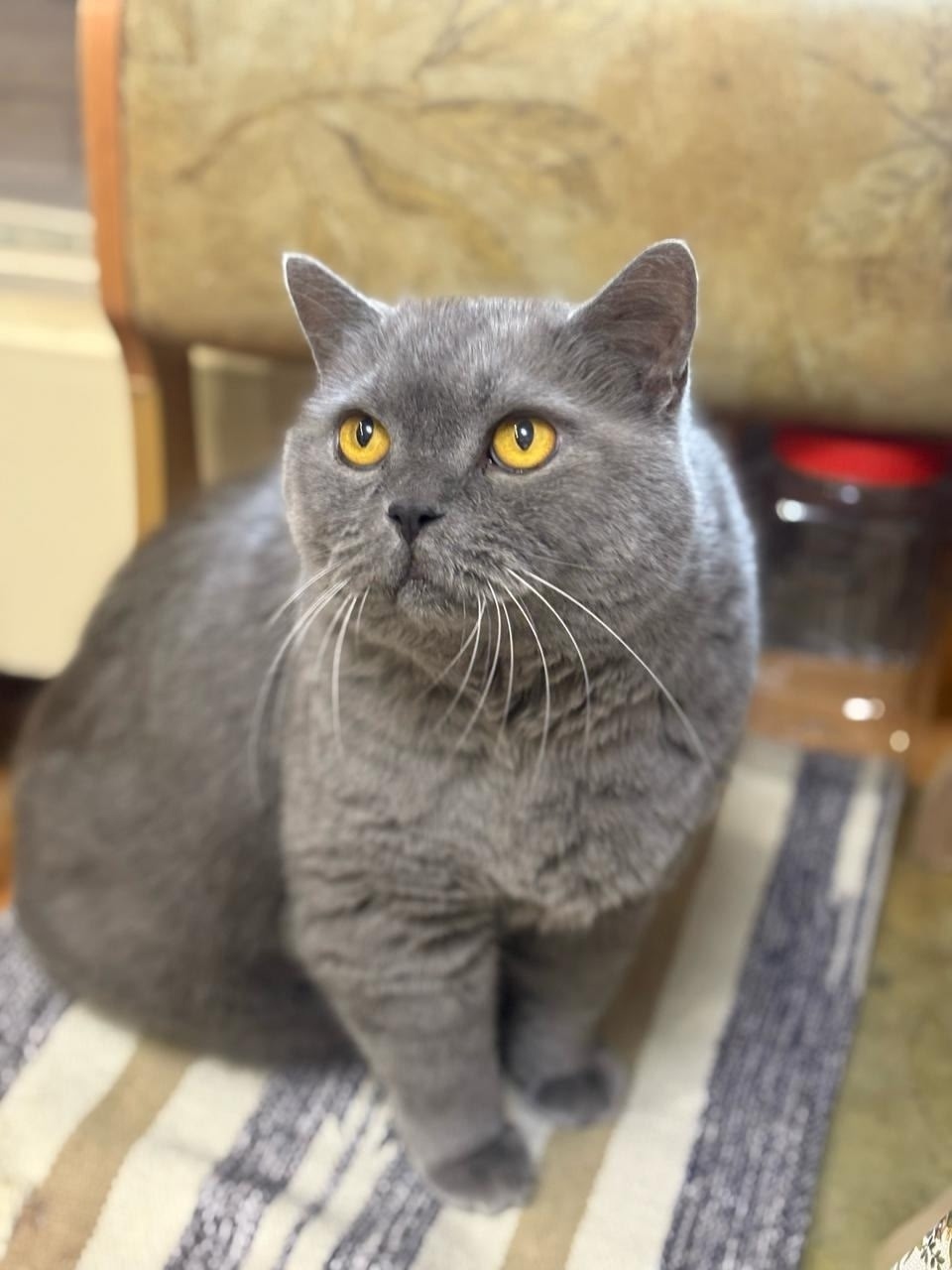 Найдена собака в Барнауле — фото объявления