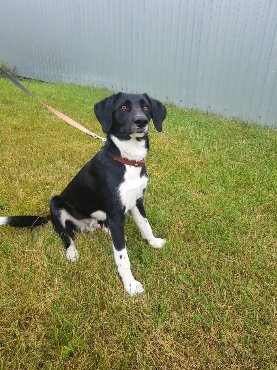 Найдена собака в Барнауле — фото объявления