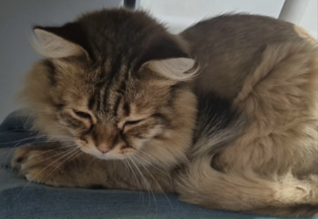 Найдена собака в Барнауле — фото объявления