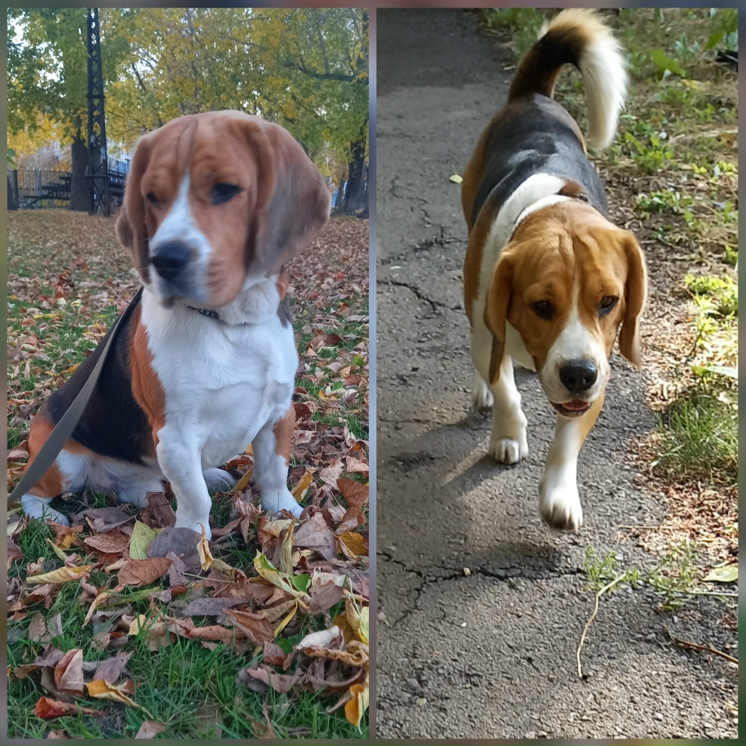 Найдена собака в Барнауле — фото объявления