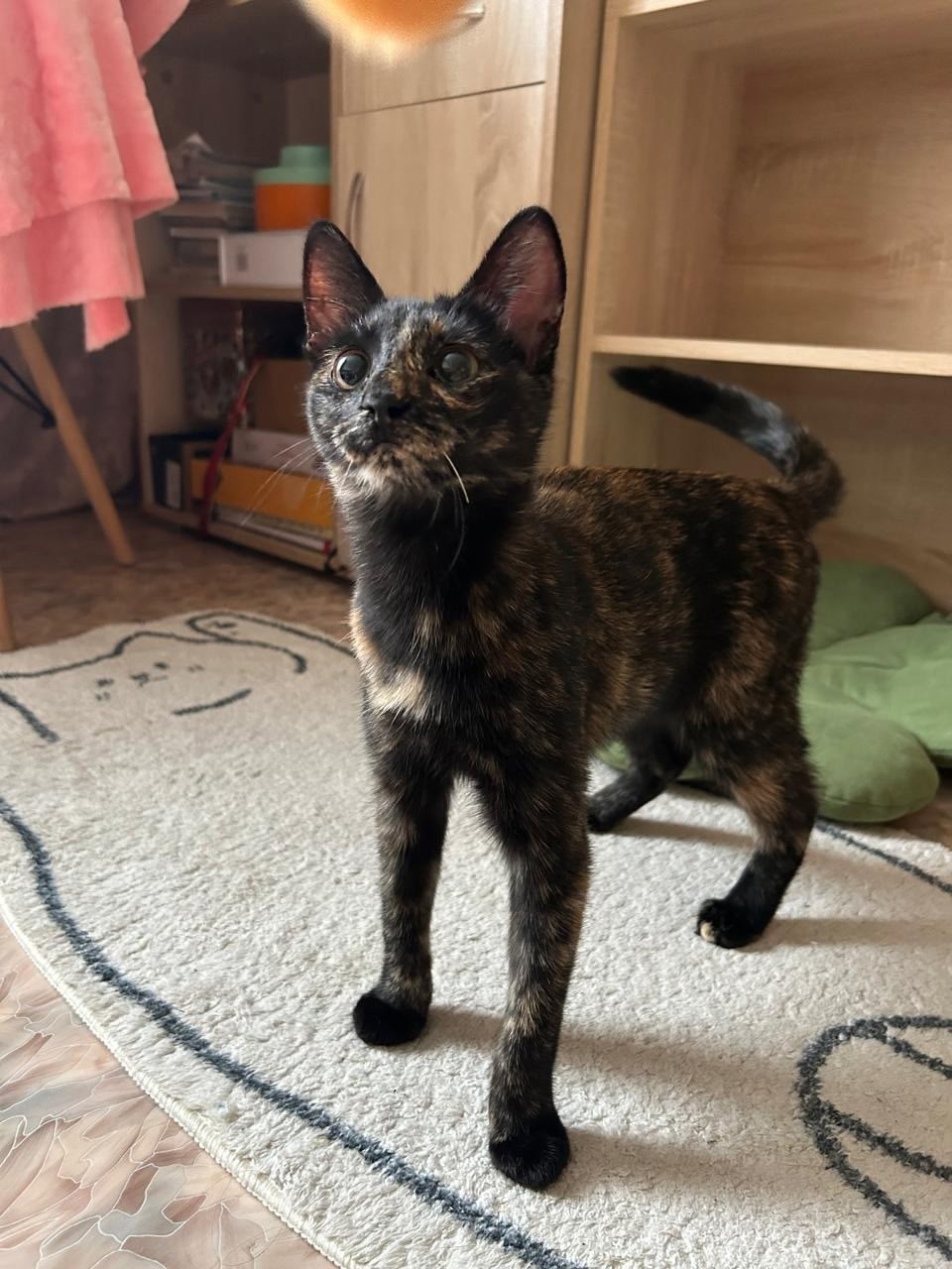 Найдена собака в Барнауле — фото объявления