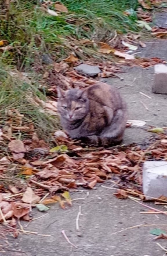 Найдена собака в Барнауле — фото объявления