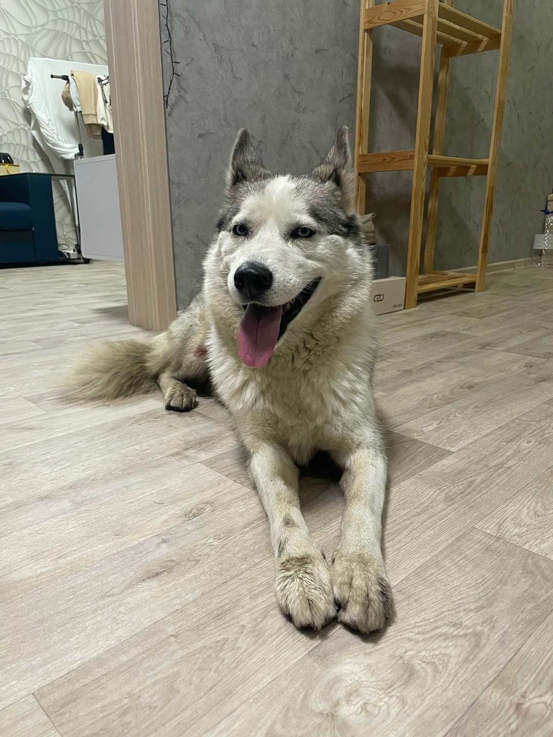 Найдена собака в Барнауле — фото объявления