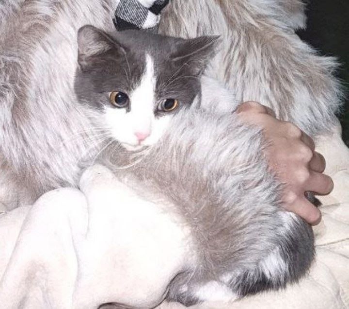 Найдена собака в Барнауле — фото объявления