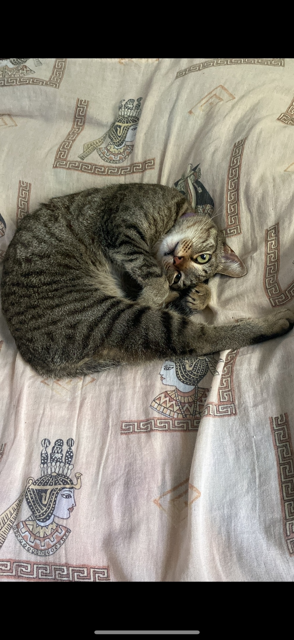 Найдена собака в Барнауле — фото объявления