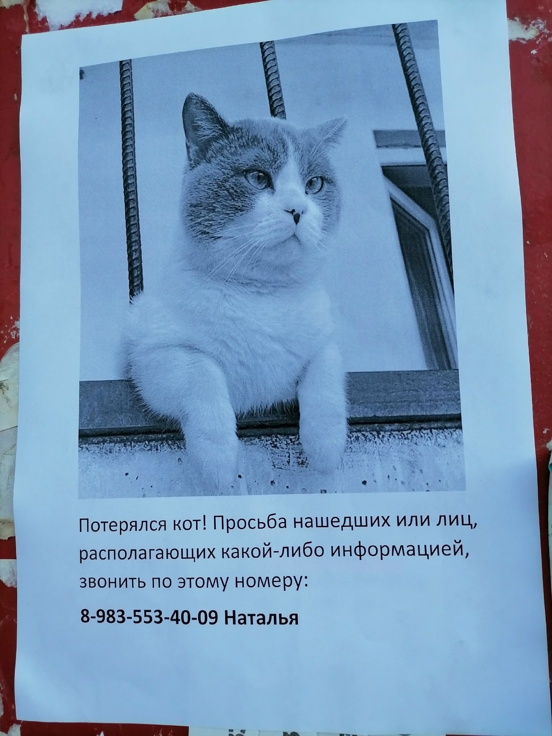 Найдена собака в Барнауле — фото объявления