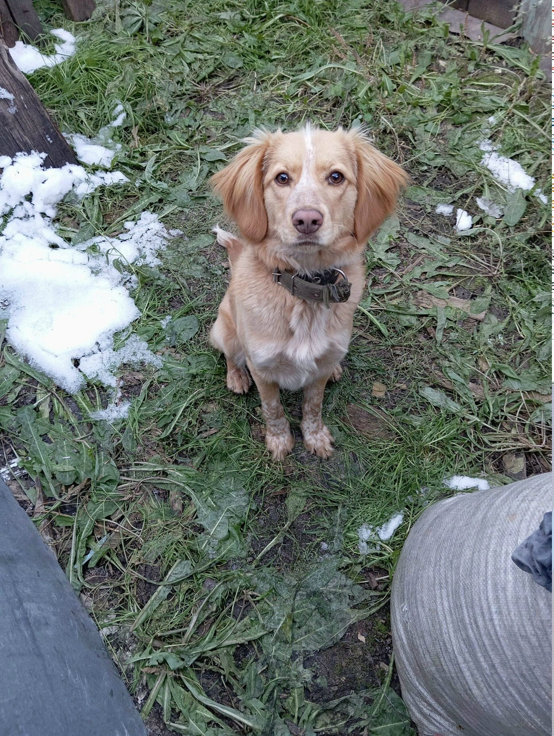 Найдена собака в Барнауле — фото объявления