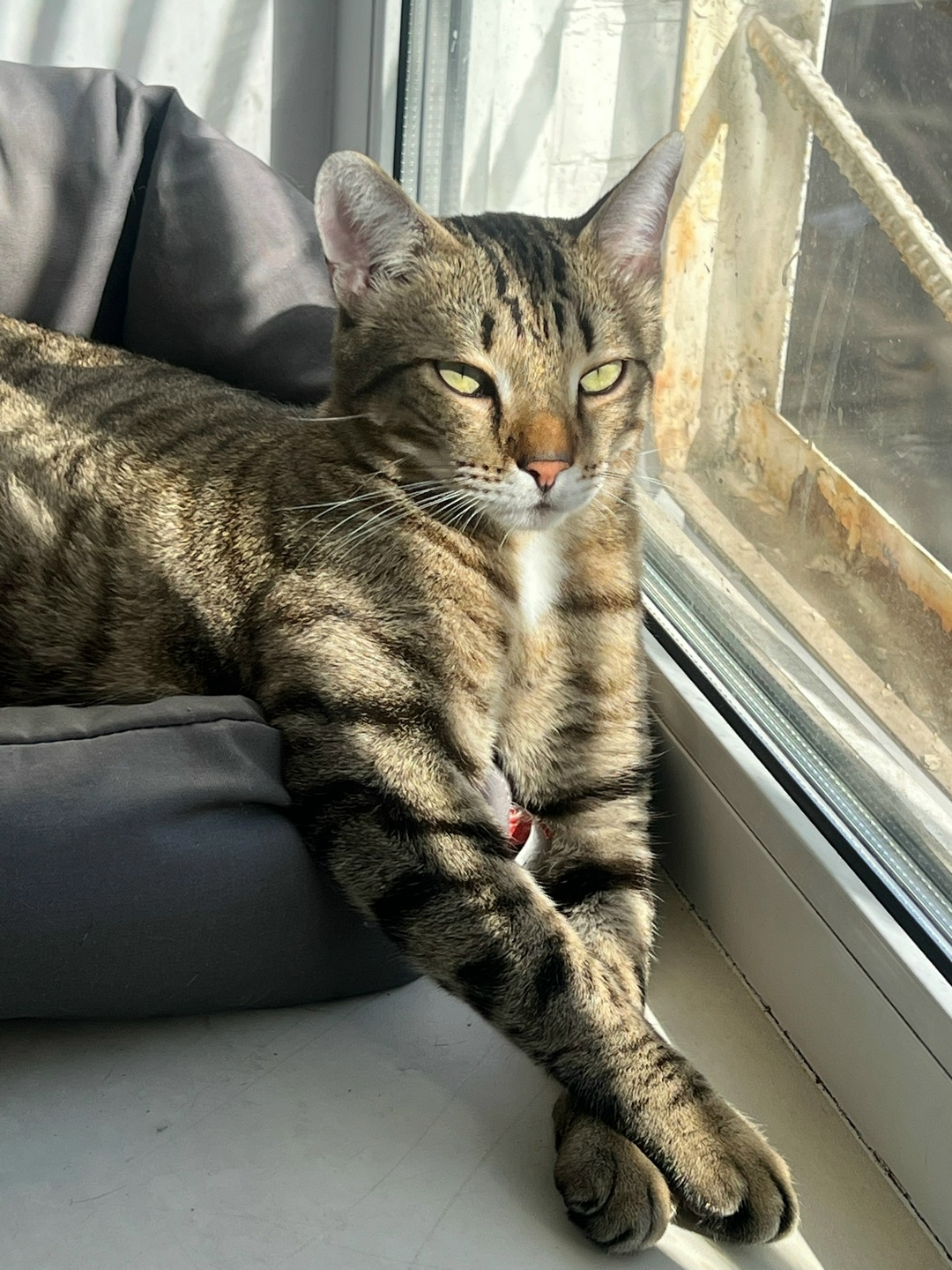 Найдена собака в Барнауле — фото объявления