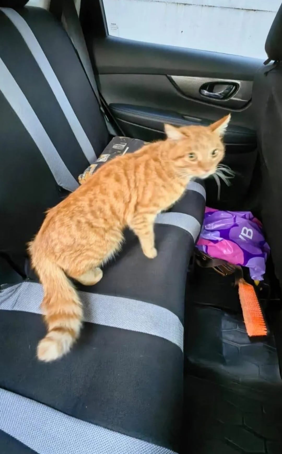 Найдена собака в Барнауле — фото объявления