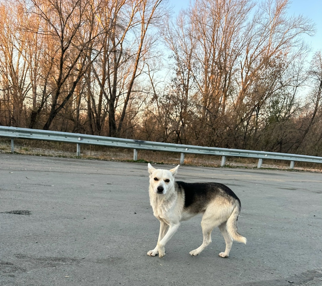 Найдена собака в Барнауле — фото объявления