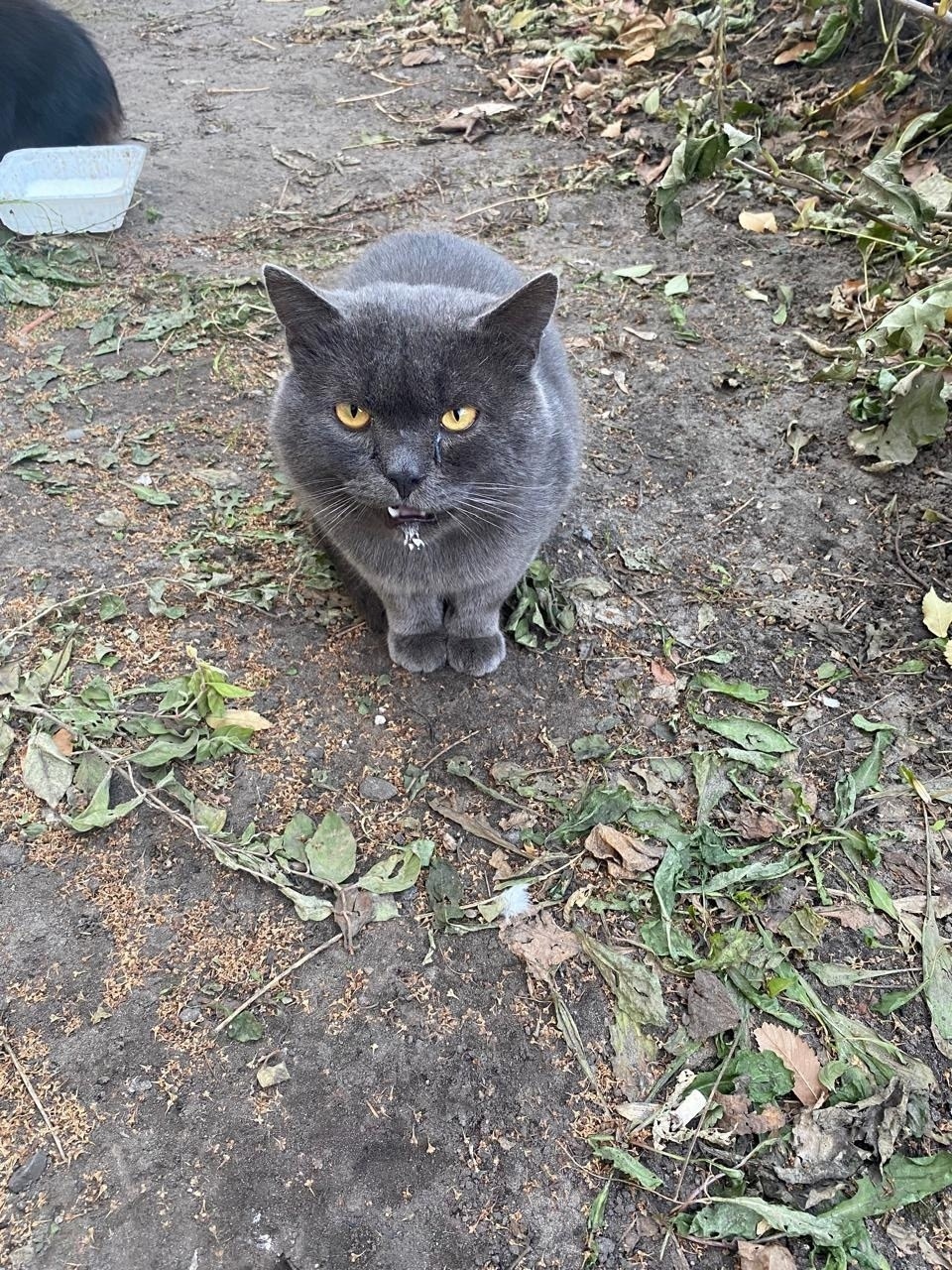 Найдена собака в Барнауле — фото объявления