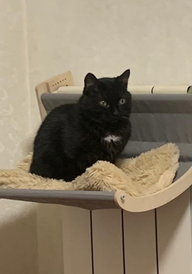 Найдена собака в Барнауле — фото объявления