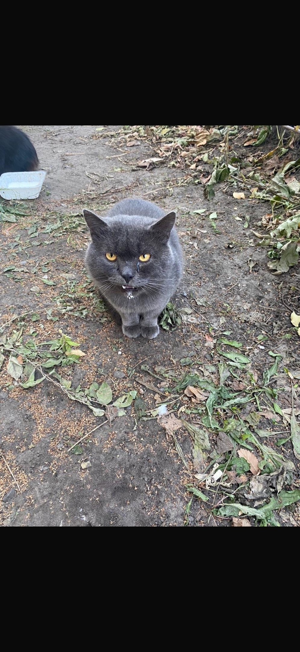 Найдена собака в Барнауле — фото объявления