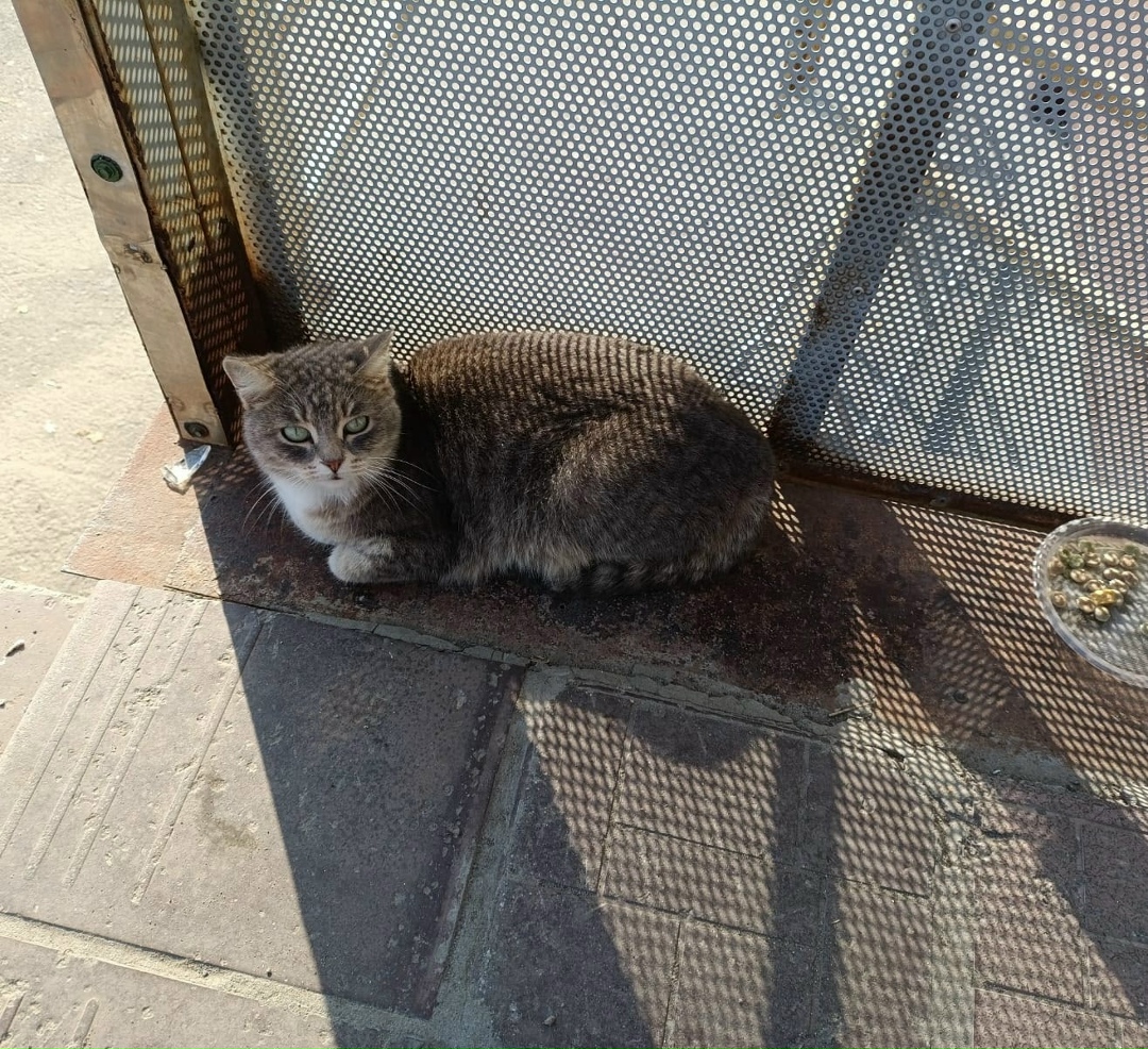 Найдена собака в Барнауле — фото объявления