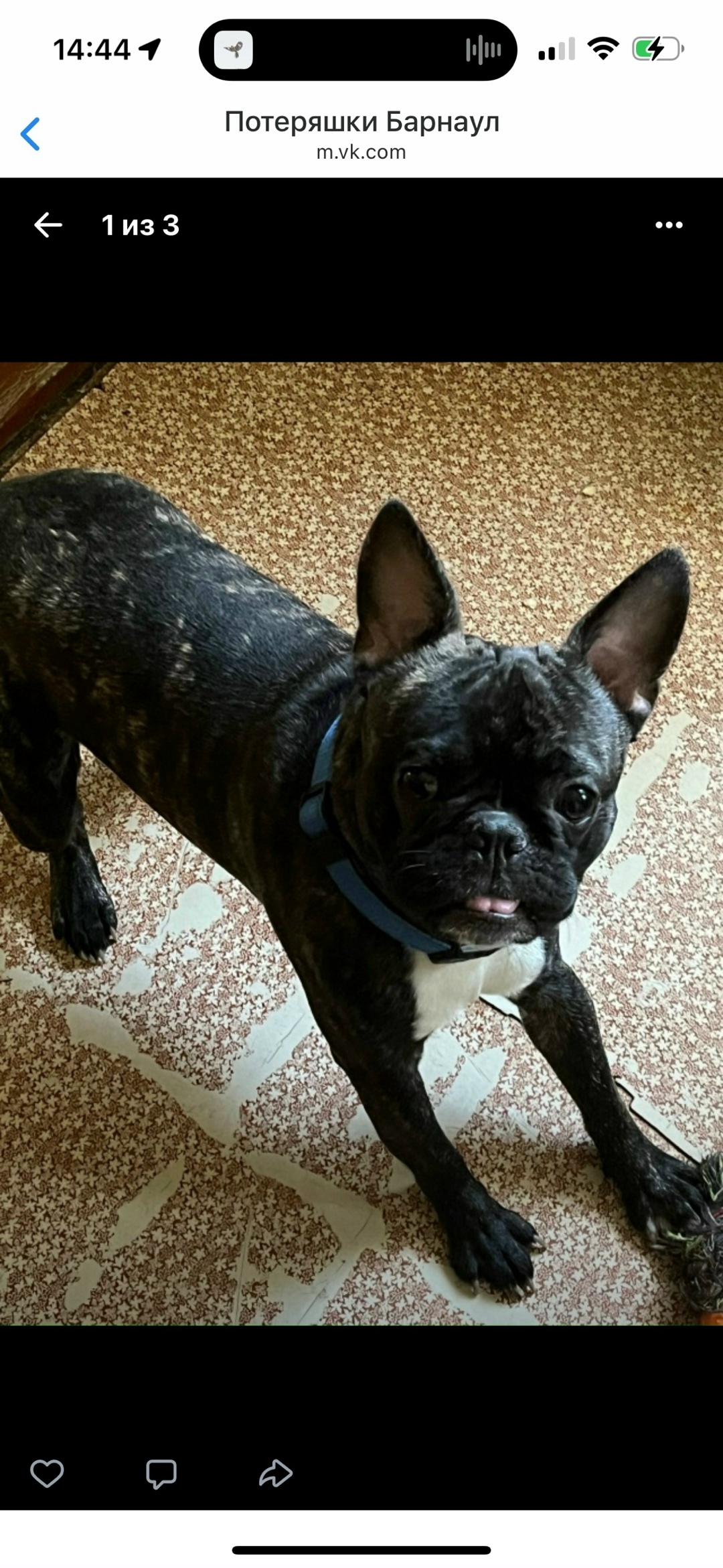 Пропала собака в Барнауле — фото объявления