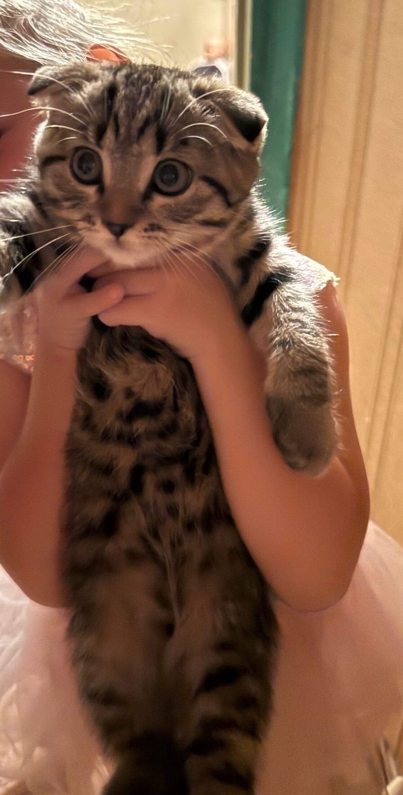 Найдена собака в Барнауле — фото объявления