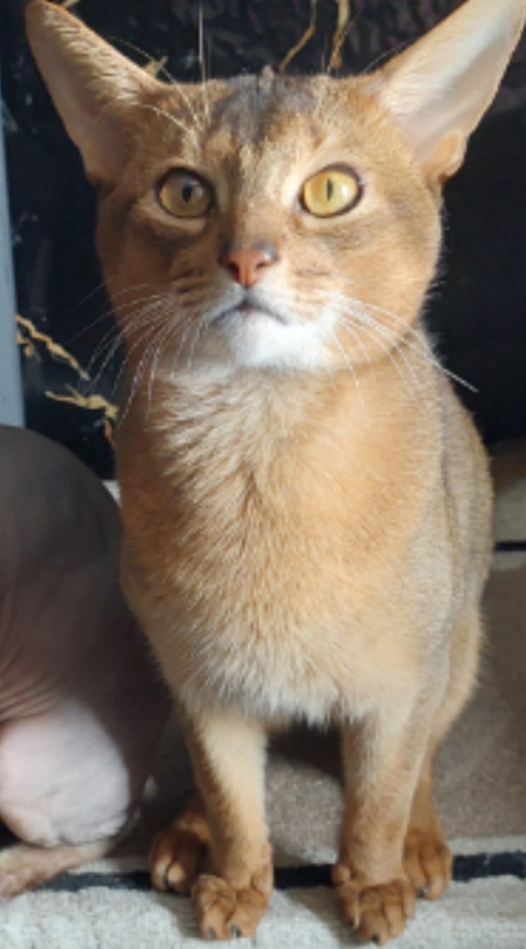 Найдена собака в Барнауле — фото объявления