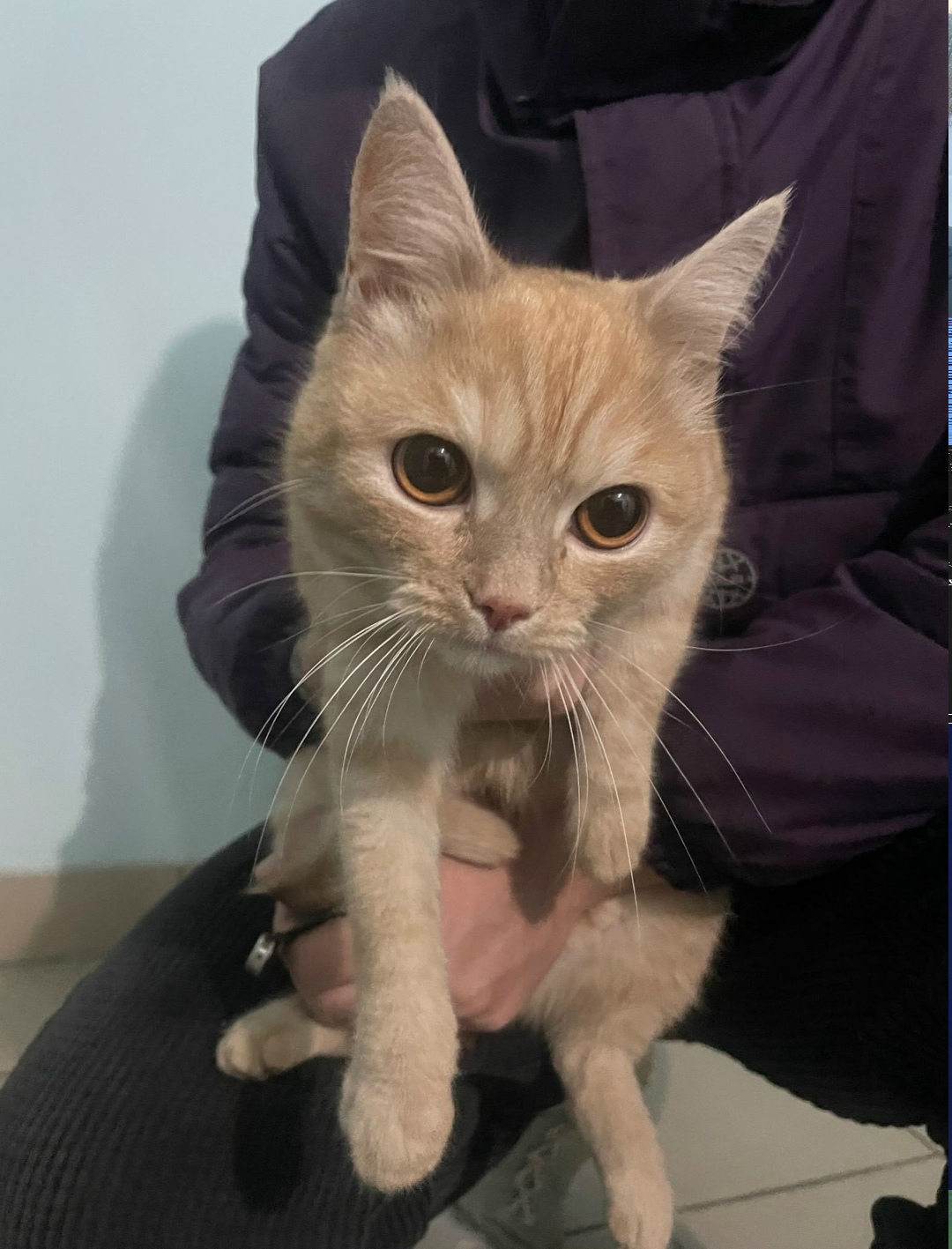 Найдена собака в Барнауле — фото объявления