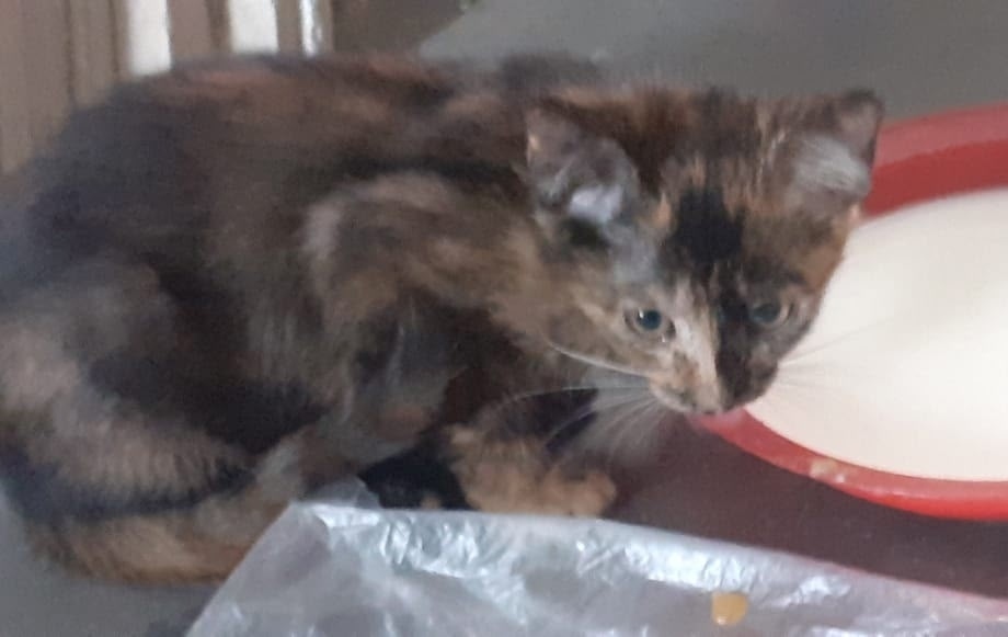 Найдена собака в Барнауле — фото объявления