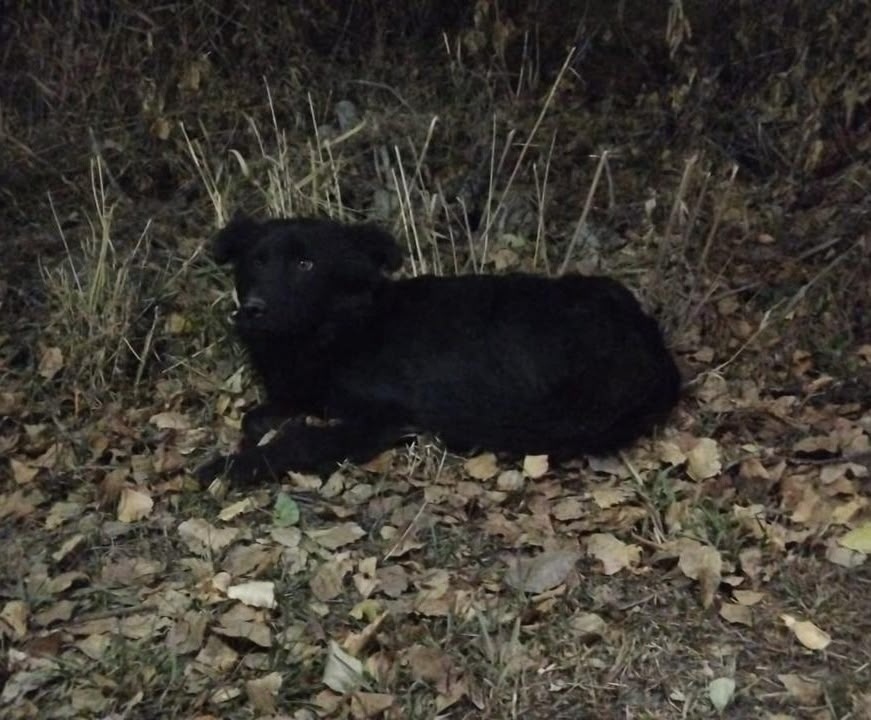 Найдена собака в Барнауле — фото объявления