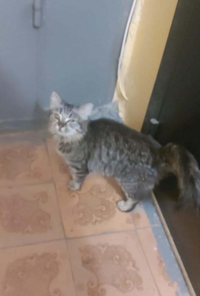 Найдена собака в Барнауле — фото объявления