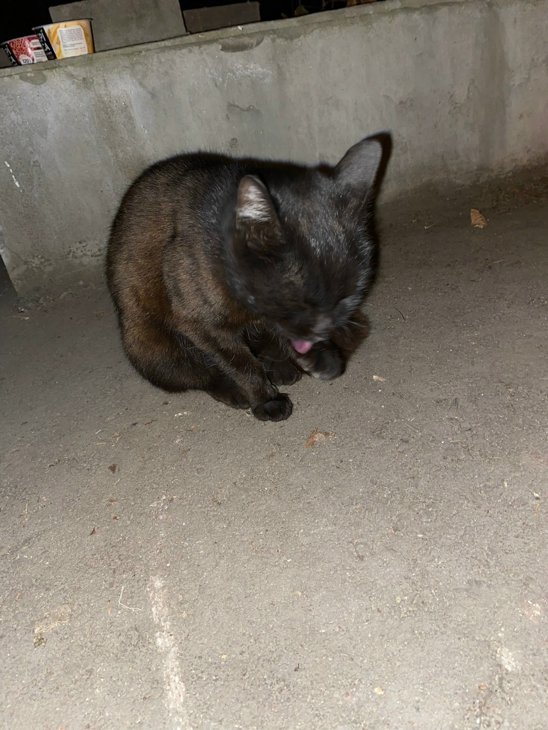 Найдена собака в Барнауле — фото объявления