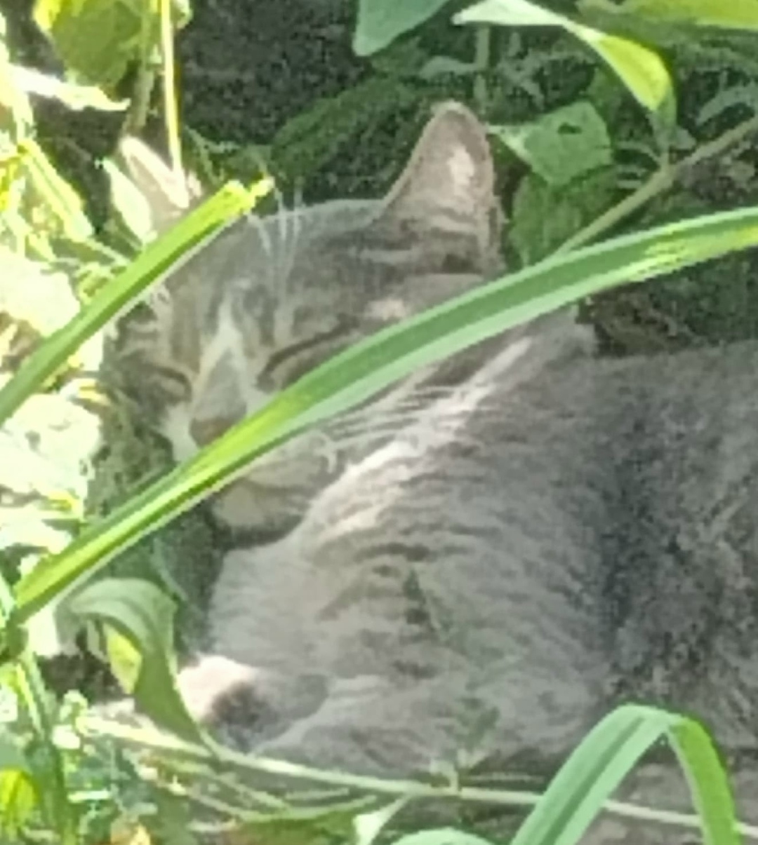 Найдена собака в Барнауле — фото объявления