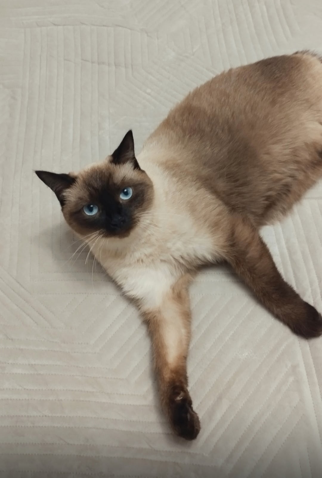 Найдена собака в Барнауле — фото объявления