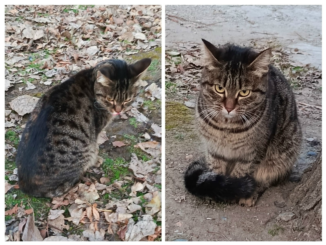 Найдена собака в Барнауле — фото объявления