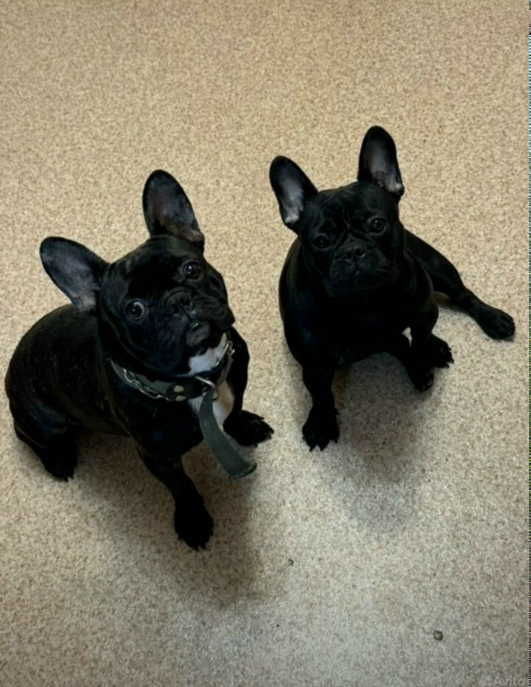 Пропала собака в Барнауле — фото объявления