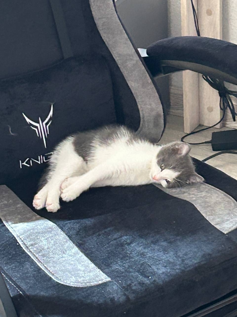 Найдена собака в Барнауле — фото объявления