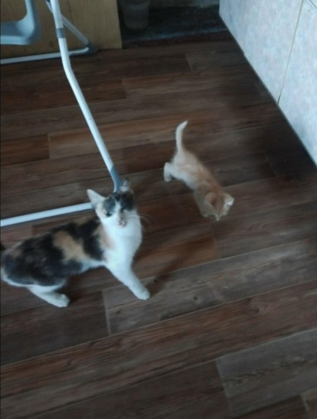 Найдена собака в Барнауле — фото объявления