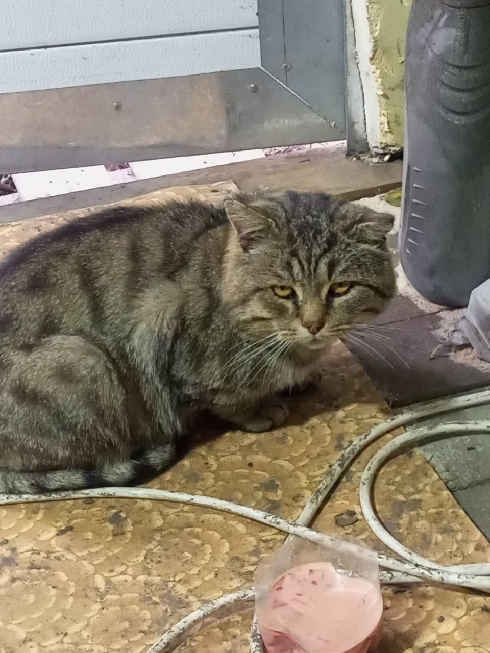 Найдена собака в Барнауле — фото объявления