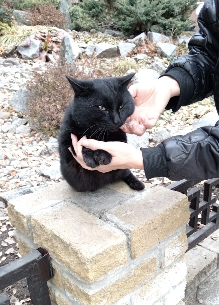 Найдена собака в Барнауле — фото объявления