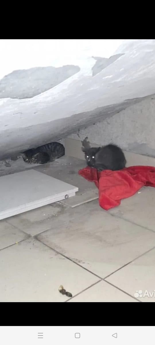 Найдена собака в Барнауле — фото объявления